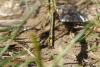 Gomphus pulchellus